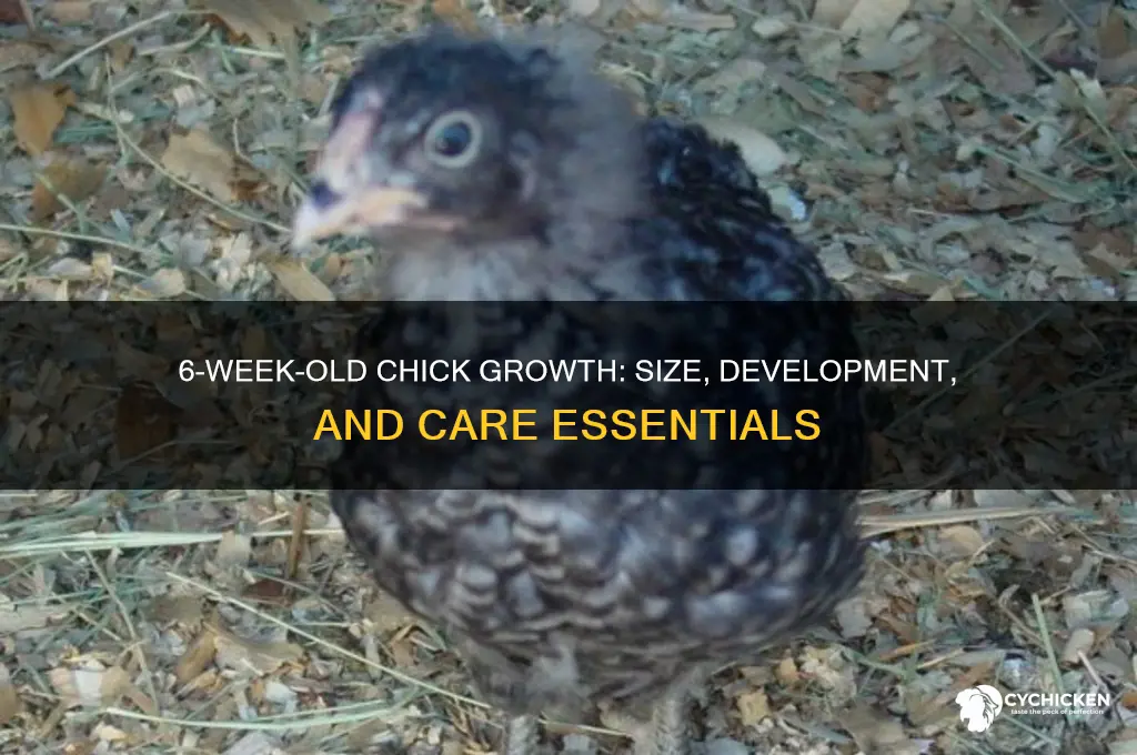 how big are 6 week old chicks