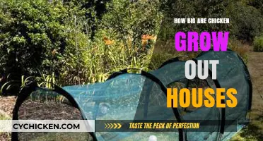 Exploring the Size of Chicken Grow Out Houses: A Comprehensive Guide