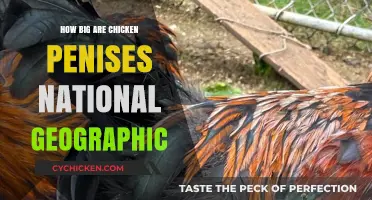 Unveiling the Surprising Truth About Chicken Anatomy: National Geographic Explores
