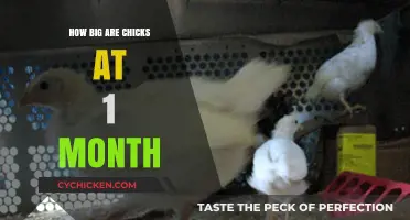 Month-Old Chicks: Size, Growth, and Development Explained