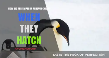 Emperor Penguin Chicks: Hatching Size and Growth