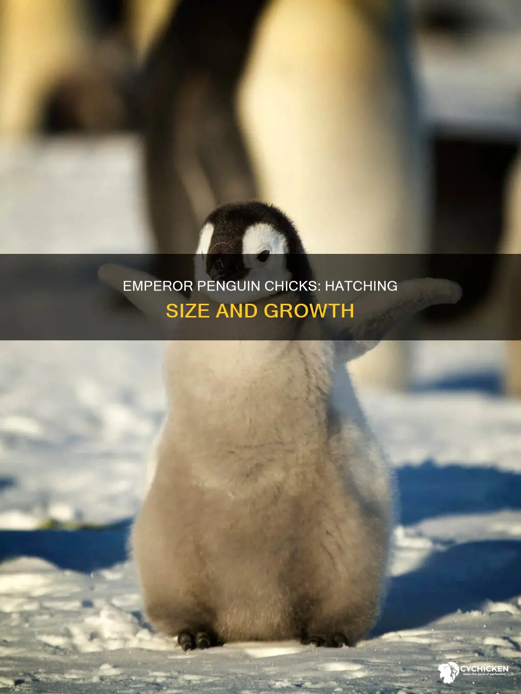 how big are emperor penguin chicks when they hatch