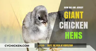 Jersey Giant Chicken Hens: Size, Weight, and Breed Overview