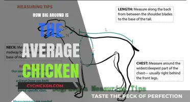 Average Chicken Size: Understanding the Circumference of Common Breeds