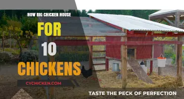 Sizing Your Chicken Coop: Ideal Space for 10 Happy Hens