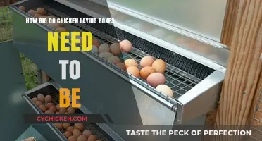 Chicken Laying Boxes: What's the Ideal Size?