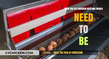 Spacious Nesting Boxes: How Big is Best for Chicken Comfort?