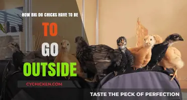 Chicks' Outdoor Adventure: Size and Age Matters