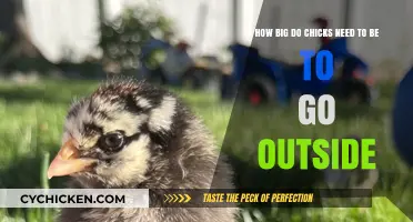 Chicks' Outdoor Adventure: Size and Age Matters