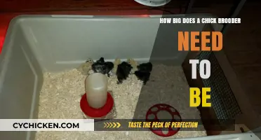 Chick Brooder Sizing: Space, Comfort, and Growth