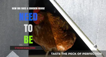 Chicken Coops: How Much Space Do They Need?