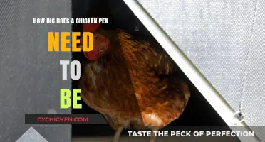 Chicken Pen Sizing: How Much Space Do They Need?