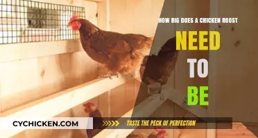 Chicken Roost Sizing: How Much Space Do They Need?