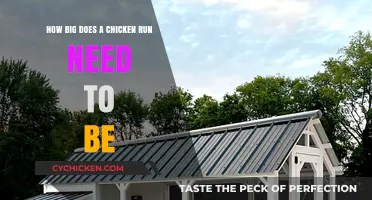 Chicken Runs: How Much Space Do They Need?