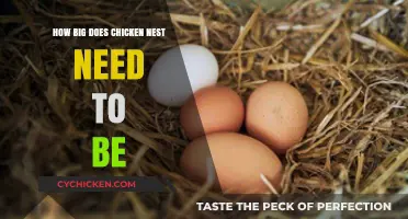 Optimal Chicken Nest Size: Ensuring Comfort and Egg-Laying Success