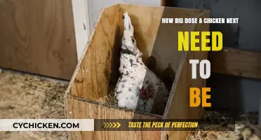 Chicken Nest Sizing: How Big is Best?