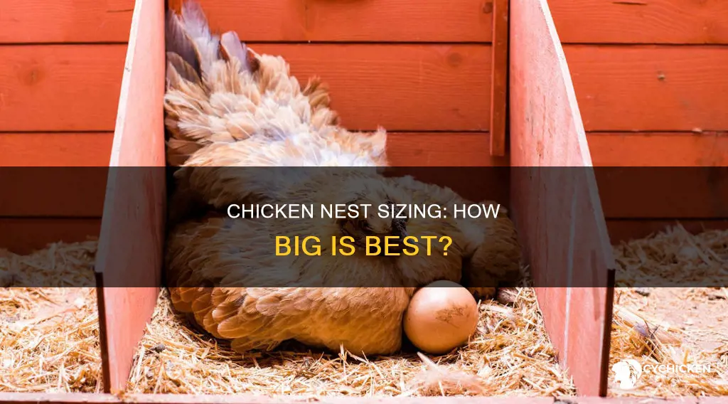 how big dose a chicken next need to be