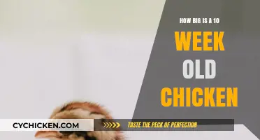 Exploring the Size of a 10-Week-Old Chicken: A Growth Guide