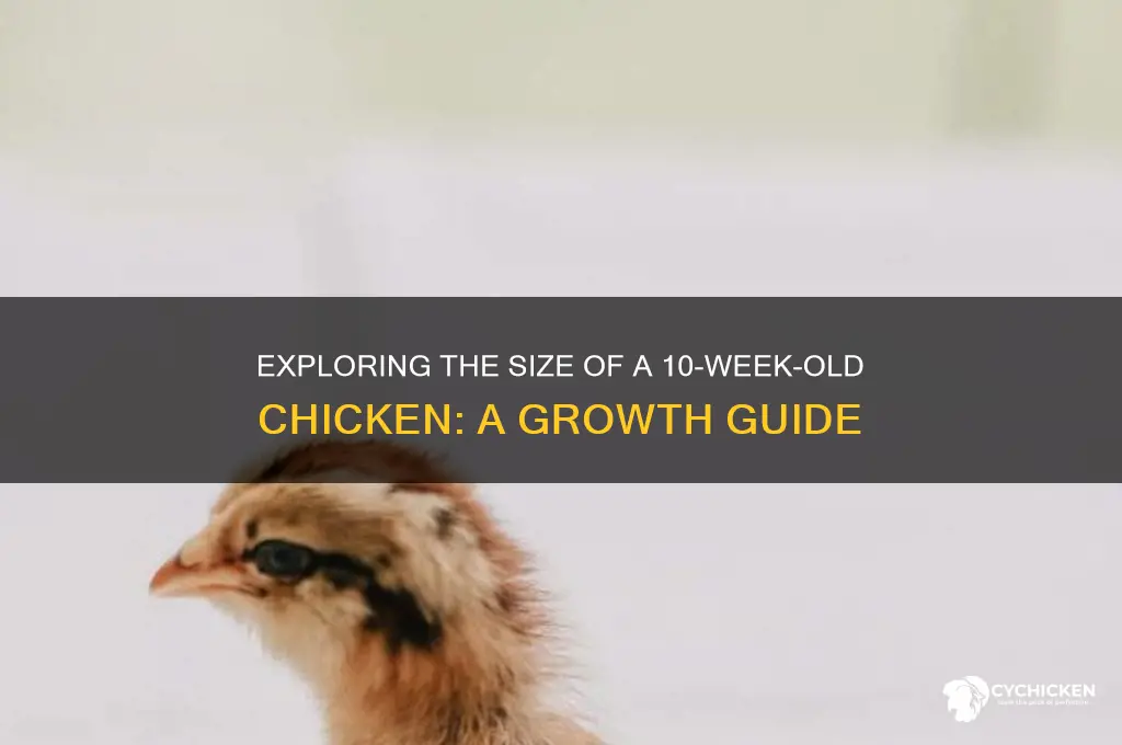 how big is a 10 week old chicken