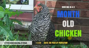 Understanding the Size of a Two-Month-Old Chicken: A Quick Guide
