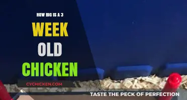 Exploring the Size of a Three-Week-Old Chicken: A Growth Guide
