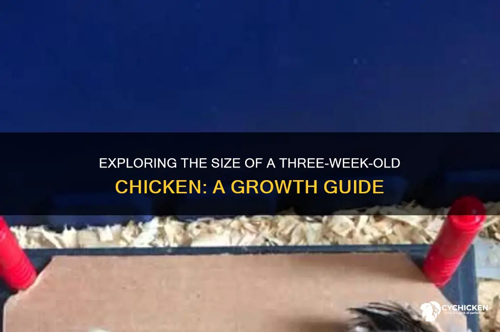 how big is a 3 week old chicken