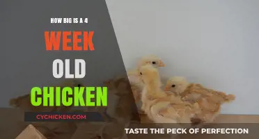 Size of a 4-Week-Old Chicken: Growth and Development Explained