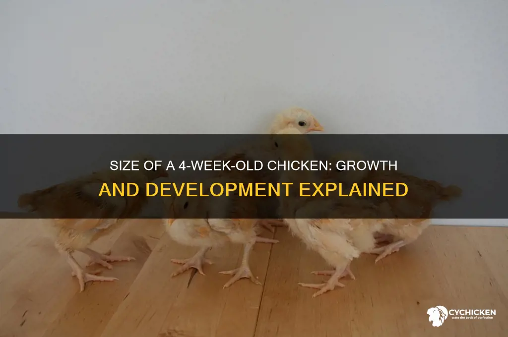 how big is a 4 week old chicken