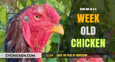 Understanding the Size of a 5-Week-Old Chicken: A Quick Guide