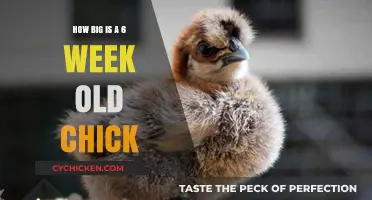 Understanding the Size of a Six-Week-Old Chick: A Quick Guide