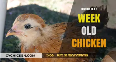 Six-Week Chicken Growth: Size, Development, and Care Essentials
