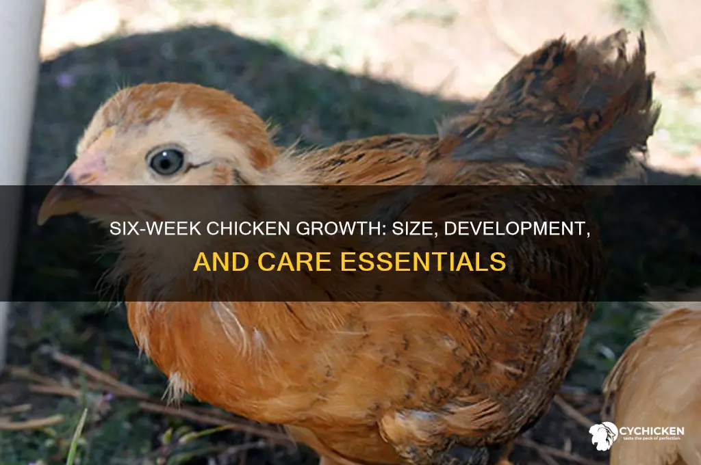 how big is a 6 week old chicken