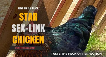 Black Star Sex-Link Chicken: Size and Appearance Guide
