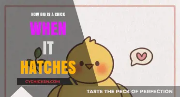 Newly Hatched Chick Size: Tiny Dimensions Revealed at Birth