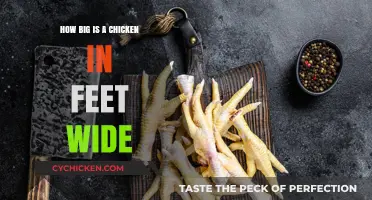 Understanding the Average Width of a Chicken in Feet