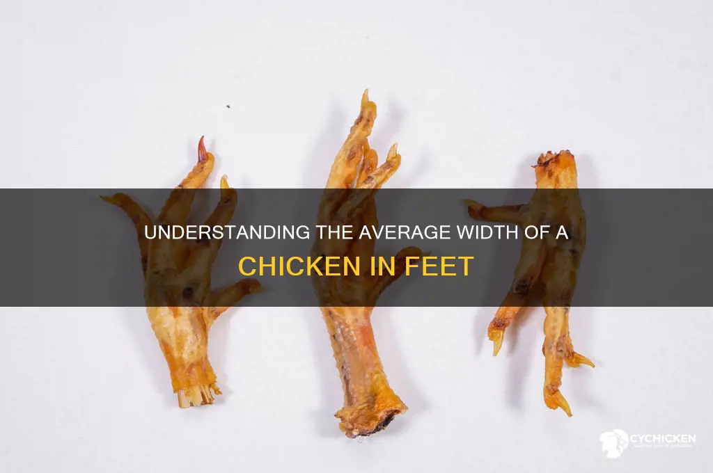 how big is a chicken in feet wide