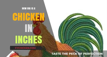 Understanding Chicken Sizes: Average Length and Width in Inches