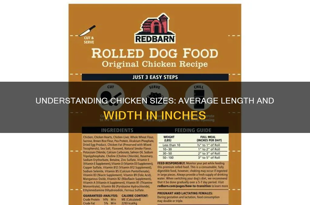 how big is a chicken in inches