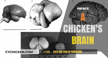 Exploring the Surprising Size and Capabilities of a Chicken's Brain
