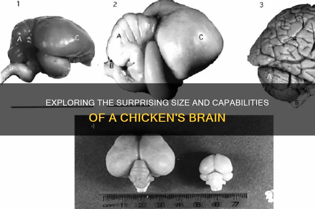 how big is a chicken