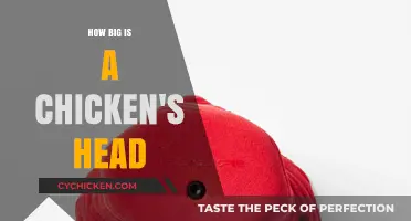 Exploring the Surprising Size of a Chicken's Head: Facts Revealed