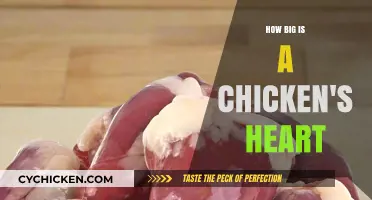 Exploring the Surprising Size of a Chicken's Heart: Facts Revealed