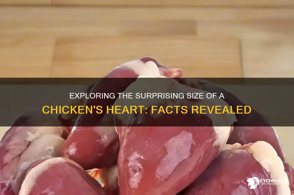 how big is a chicken