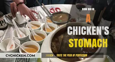 Understanding the Size of a Chicken's Stomach: A Comprehensive Guide