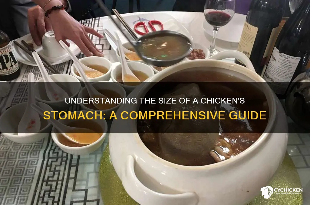 how big is a chicken