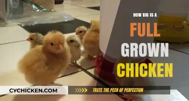 Understanding the Size of a Fully Grown Chicken: A Comprehensive Guide