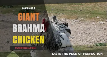 Giant Brahma Chicken Size: Unveiling the Impressive Dimensions of This Breed