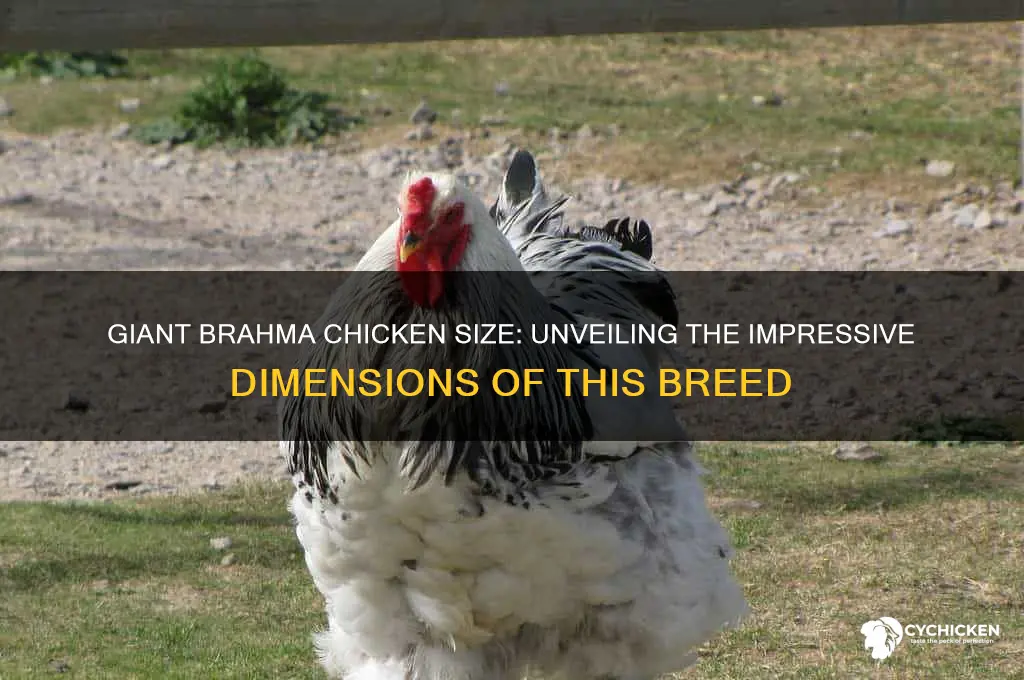 how big is a giant brahma chicken