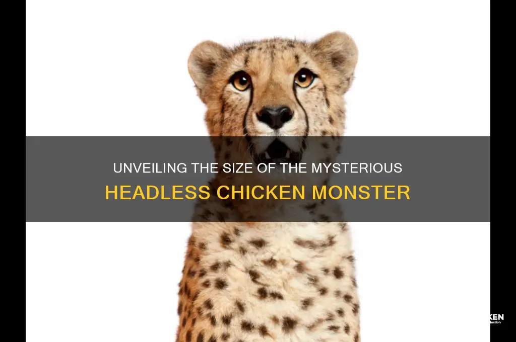how big is a headless chicken monster