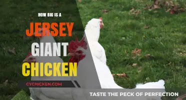 Jersey Giant Chickens: Uncovering Their Impressive Size and Breed Characteristics